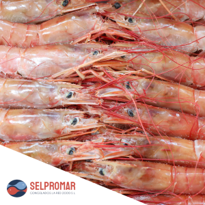 GAMBA BLANCA SELPROMAR
