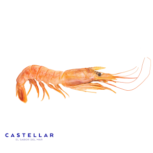 LANGOSTINO CASTELLAR